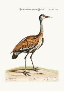 茶色と灰色の鶴、1749-73